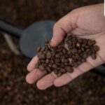 International Coffee Day: How the popular caffeinated drink impacts your gut health — explained